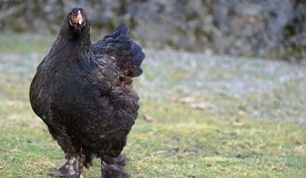 Beautiful Black Cochin chicken