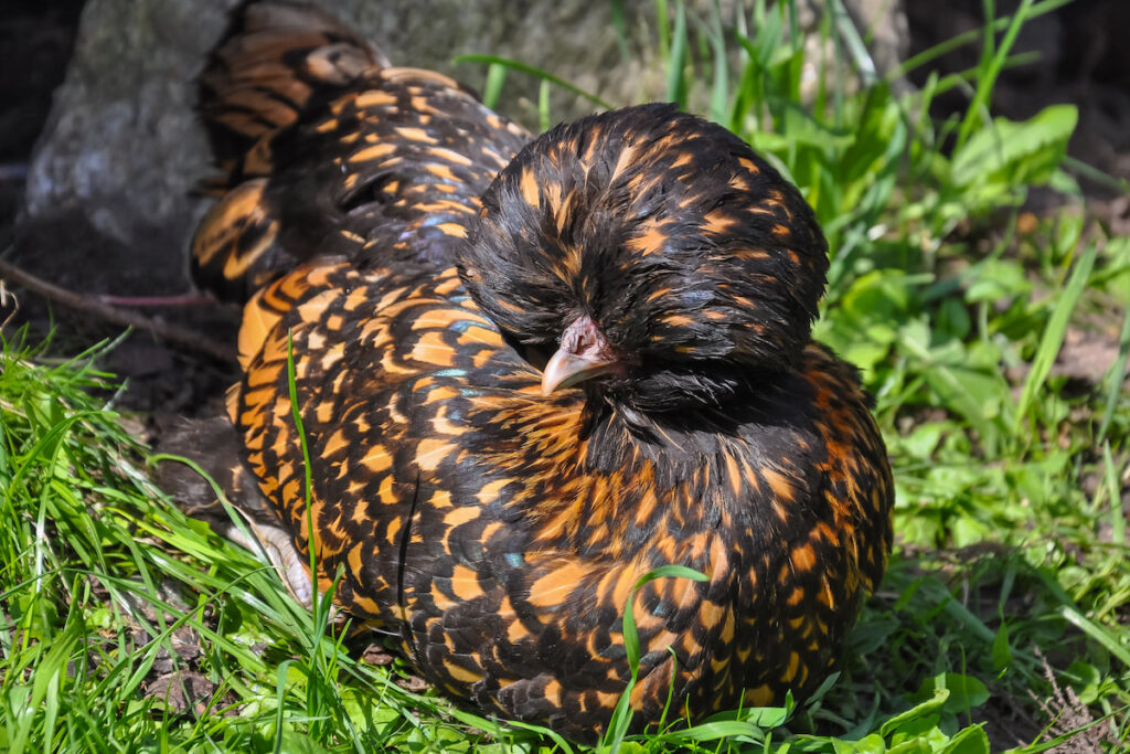 Beautiful Golden black polish chicken resting 