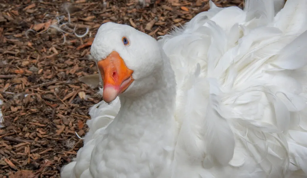 beautiful sebastopol goose with orange beak resting 