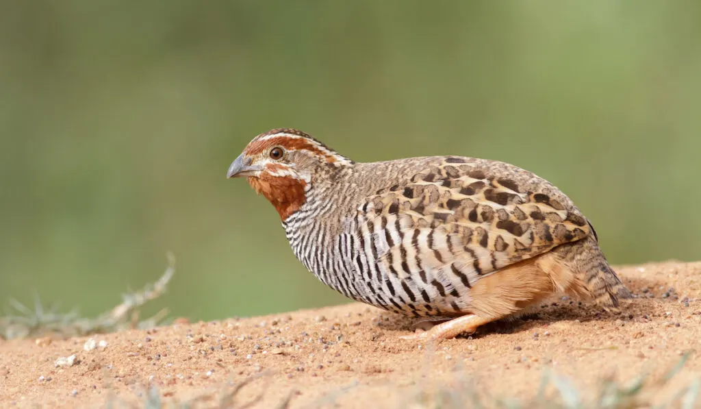 Beautiful common quail in a field