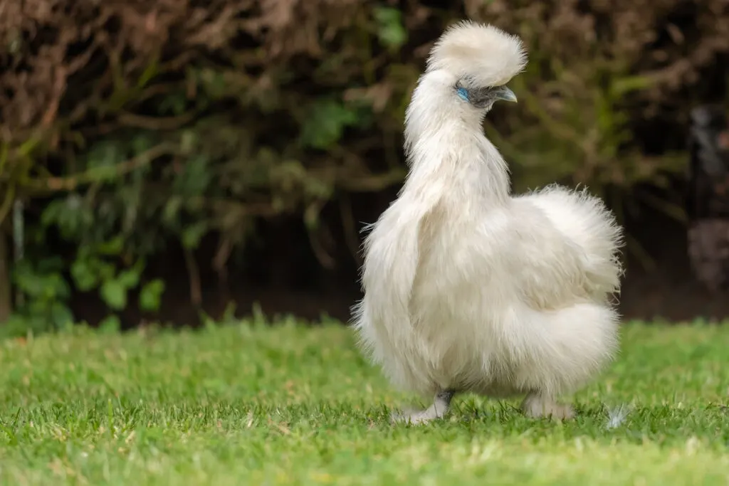 beautiful portrait of an adult Silkie hen in the garden