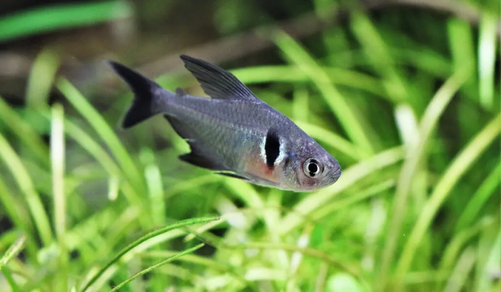 Black Phantom Tetra ( Megalamphodus Megalopterus ) in aquatic plants tank