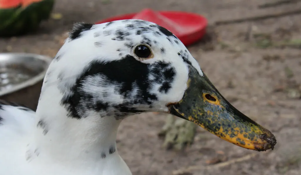 black and white ancona duck up close