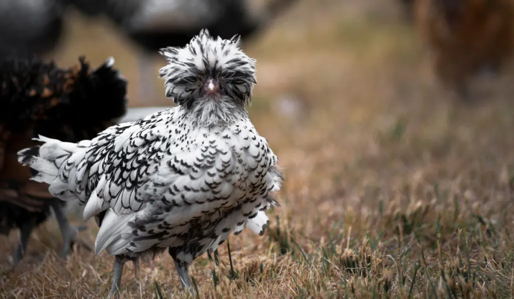 Black and white polish chicken on the grass 
