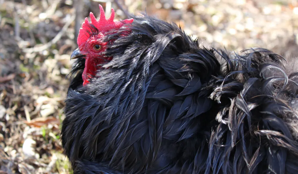 black frizzled cochin bantam rooster
