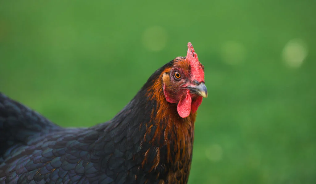 Black jersey giant chicken against green grassy background