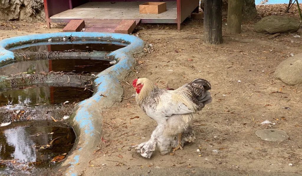 Issaquah, WA. Free-range Buff Brahma hen walking in a garden