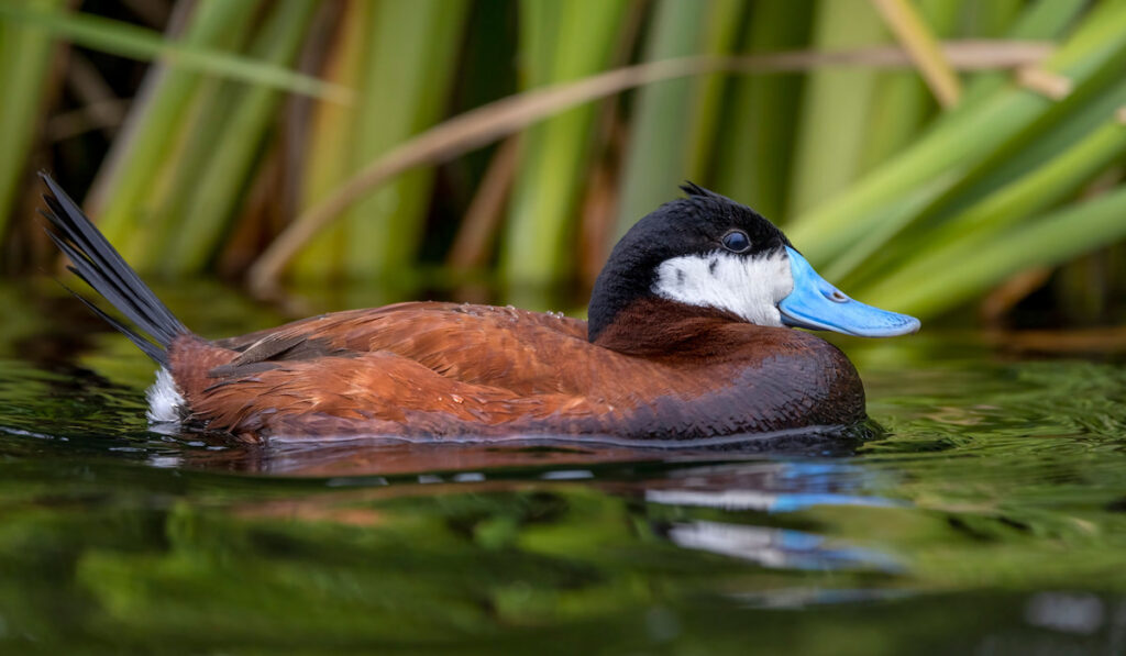 Breeding male ruddy duck swims by at a suburban park