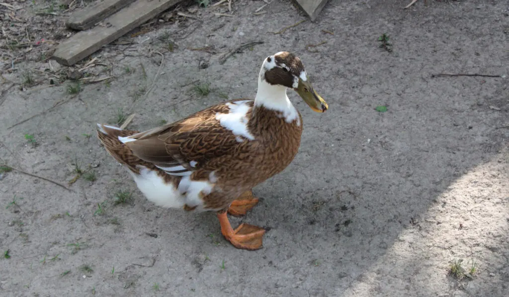 brown and white Ancona duck