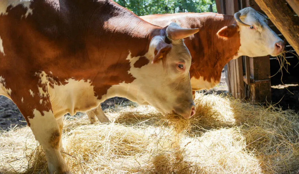 Brown and white cows eating hay in the stable