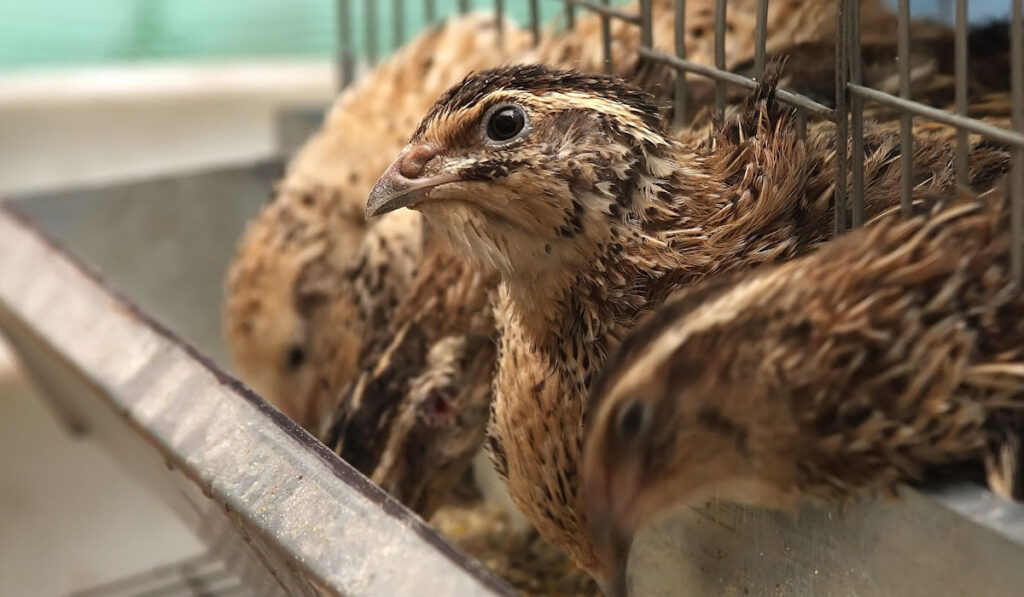 Brown gay quails in a cage on a farm