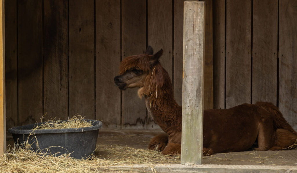 Brown llama resting on farm