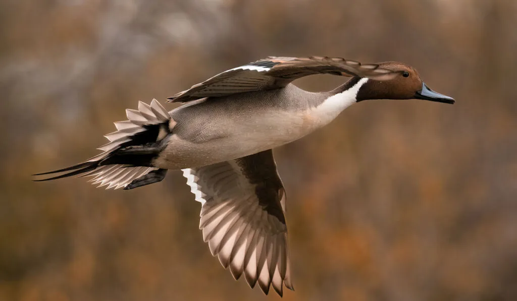 Brown northern pintail ( Anas Acuta ) flying on a blurred background