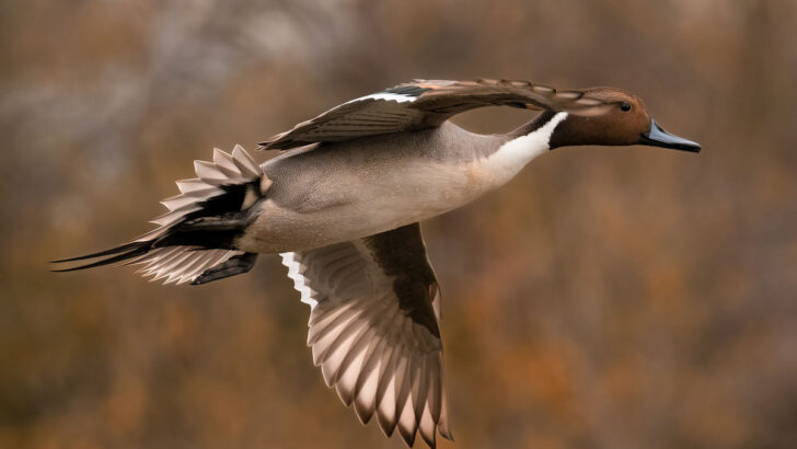Brown northern pintail Anas Acuta flying on a blurred background