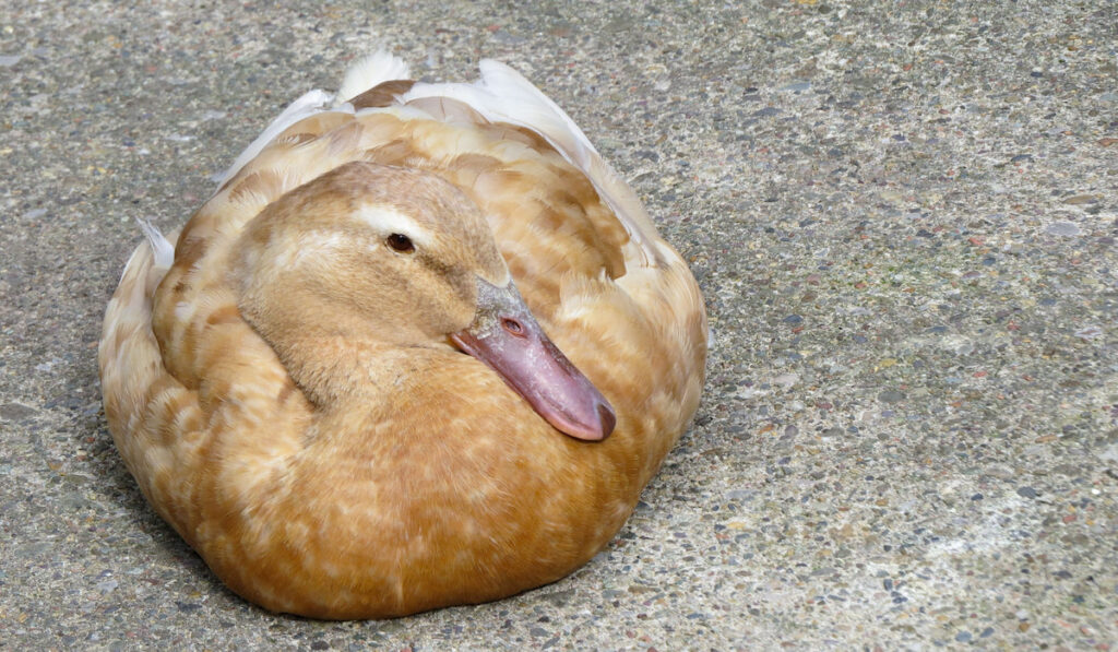 Buff orpington duck resting