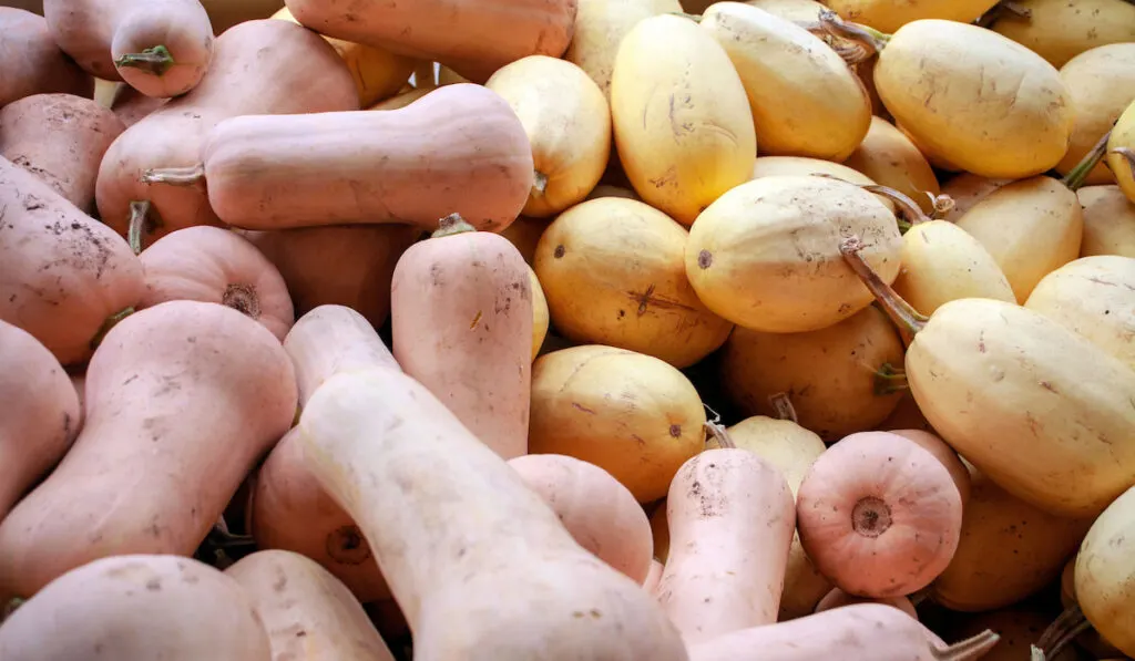Bunch of Spaghetti squash and butternut squash