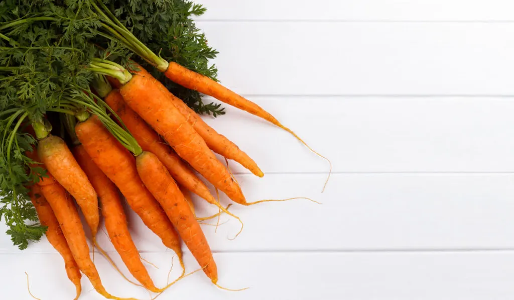 Bunch of freshly harvested carrots on white wooden background