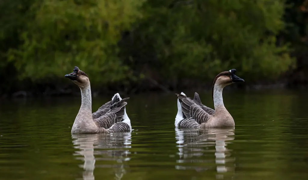 chinese goose swimming in the pond