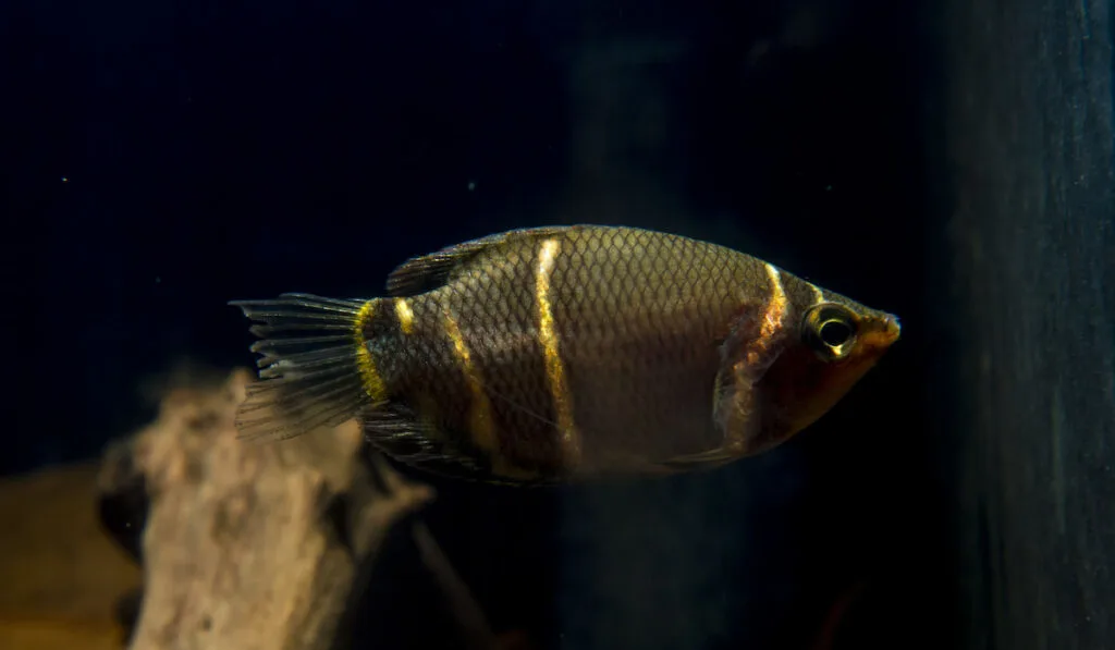 Chocolate Gourami (Sphaerichthys osphromenoides)