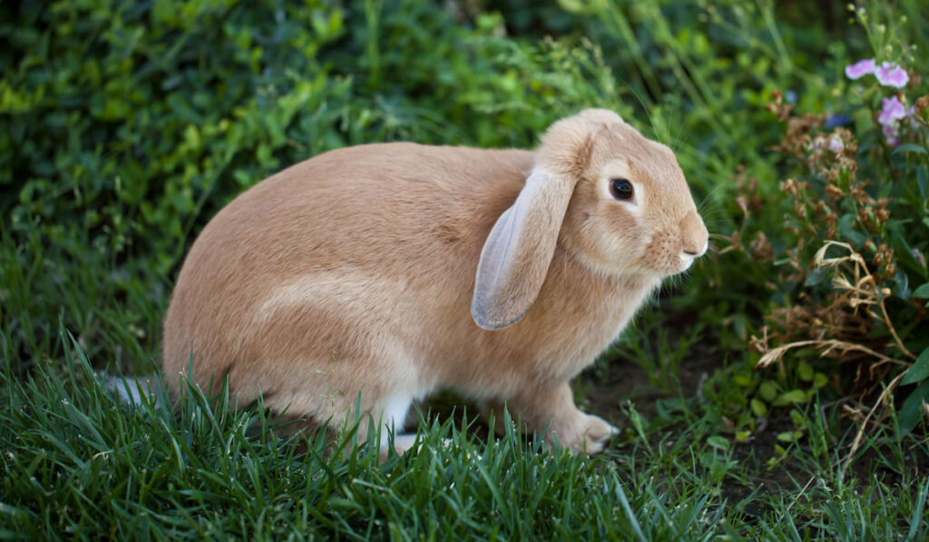 Cinnamon brown rabbit sitting on a grass field