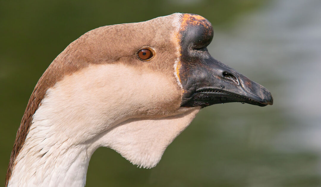 African Goose Breed Profile - Farmhouse Guide