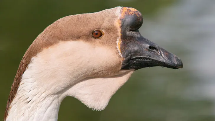 up close photo of an african goose