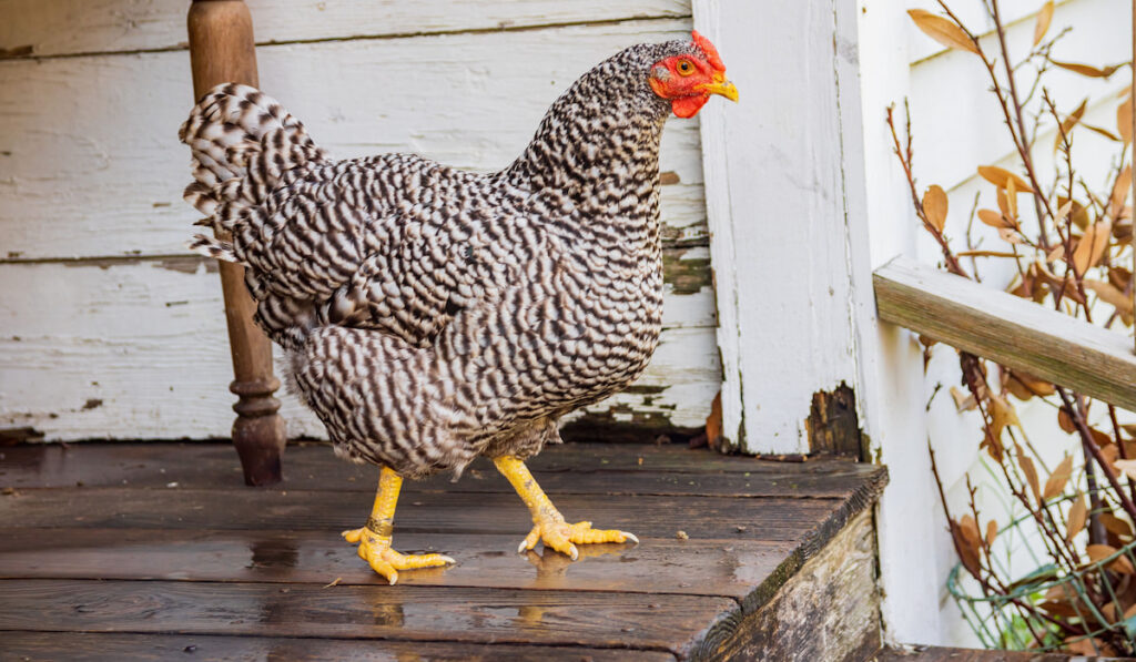 Close up shot of a Plymouth Rock Chicken walking down the stairs