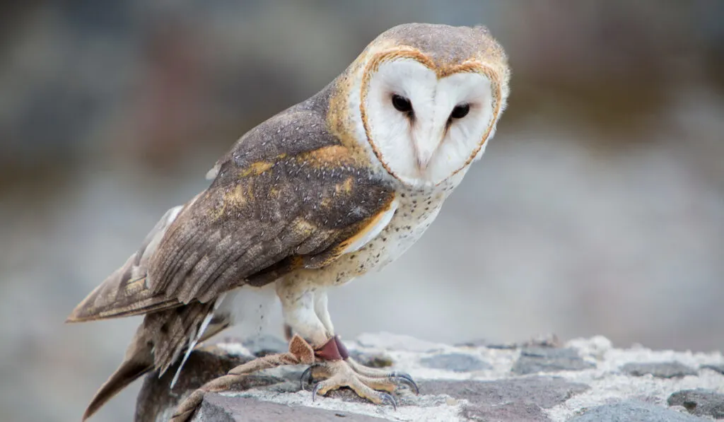 Closeup of Barn Owl at an outdoor bird santuary
