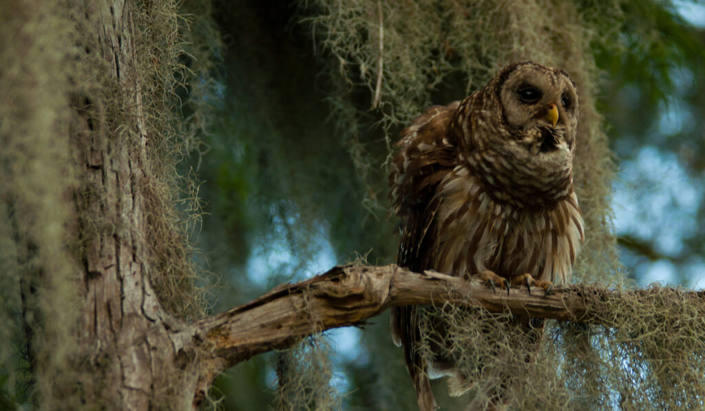 Closeup of Barred owl perched on a tree branch