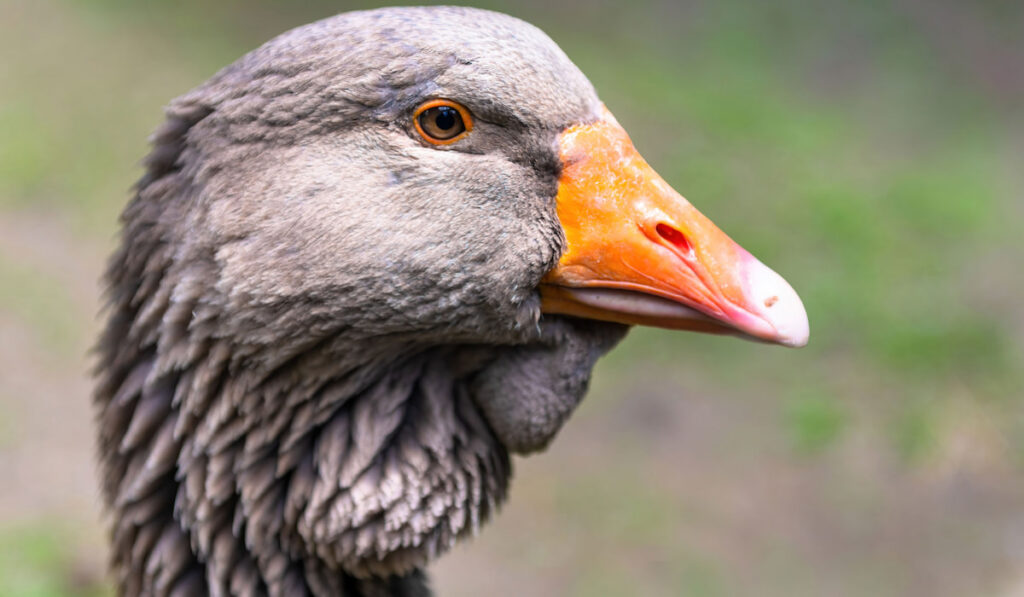Closeup of Toulouse Goose face grey feather and has an orange beak