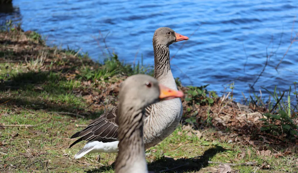 toulouse goose on a shore looking at the lake