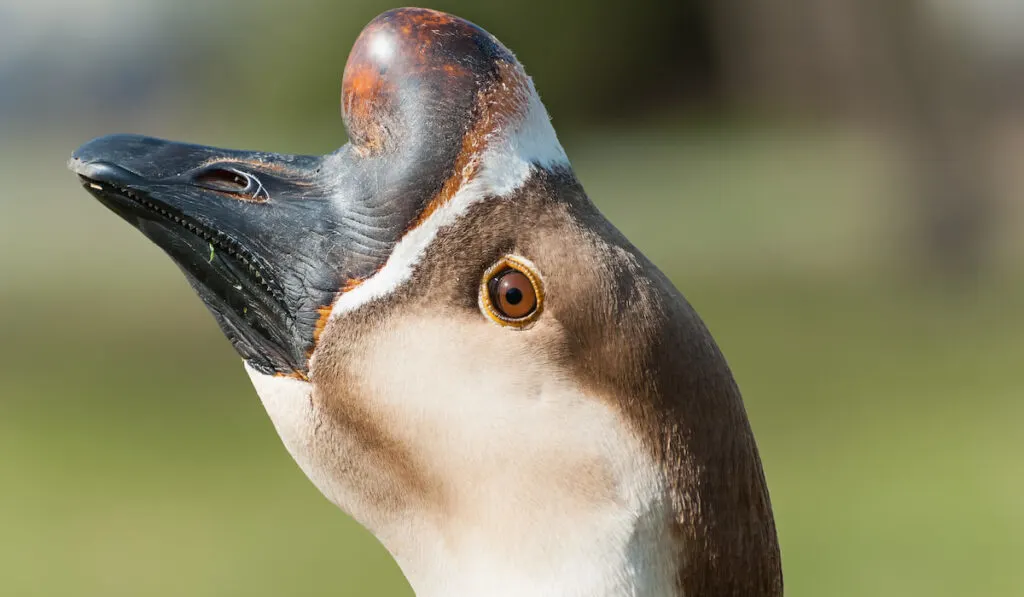 closeup of a chinese goose face