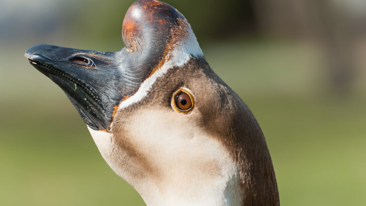closeup of a chinese goose face