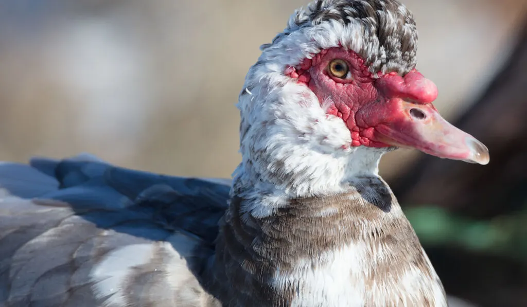 up close photo of a muscovy duck, showing clearly caruncles on its face