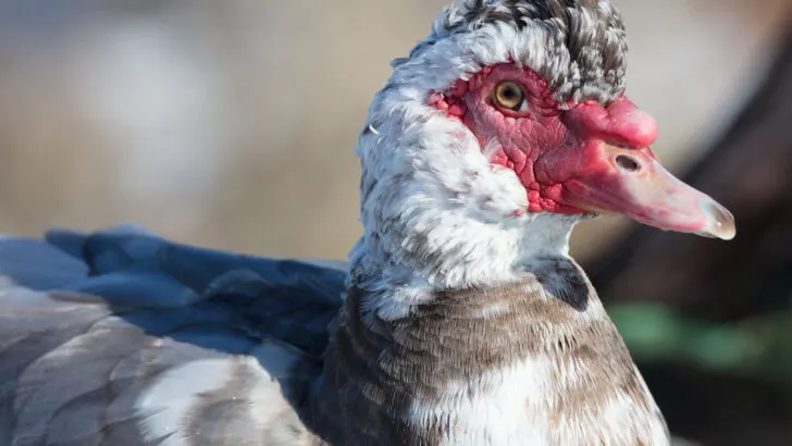 up close photo of muscovy duck, showing caruncles on its face