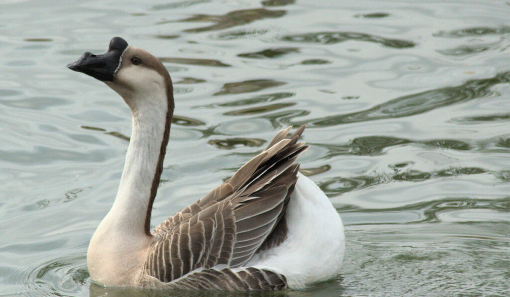 african goose on the water