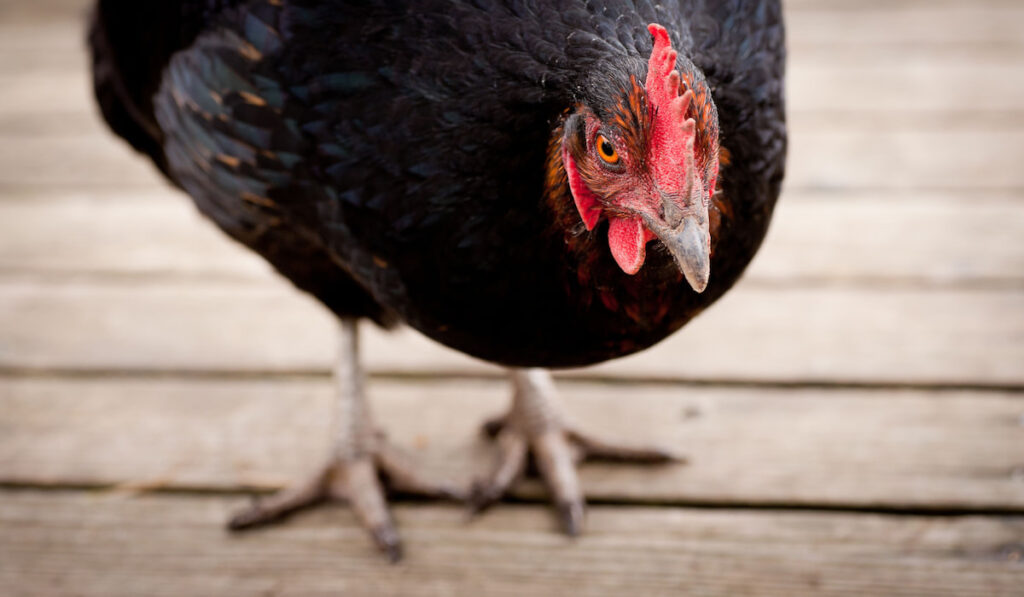 Closeup of black chicken jersey giant breed