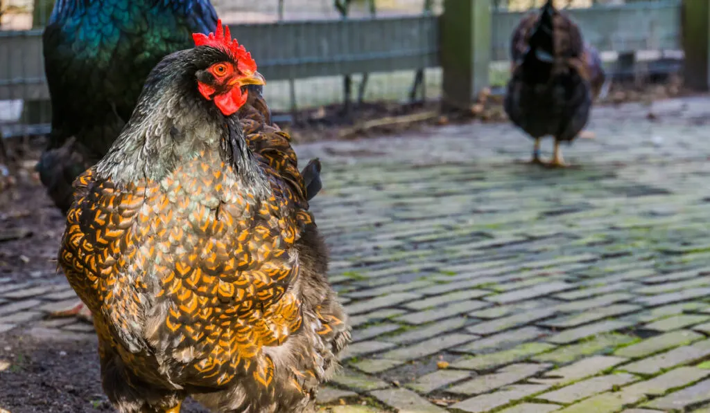 female double laced barnevelder chicken