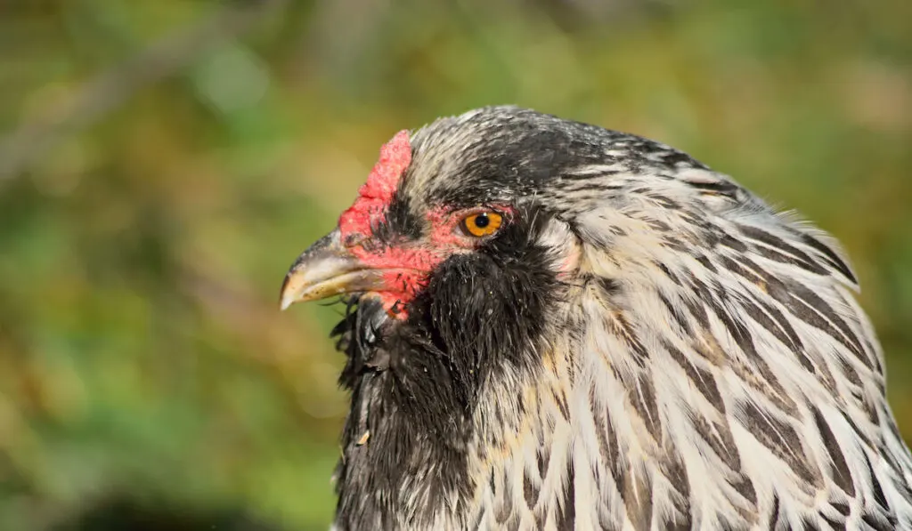 Closeup shot of Ameraucana chicken face