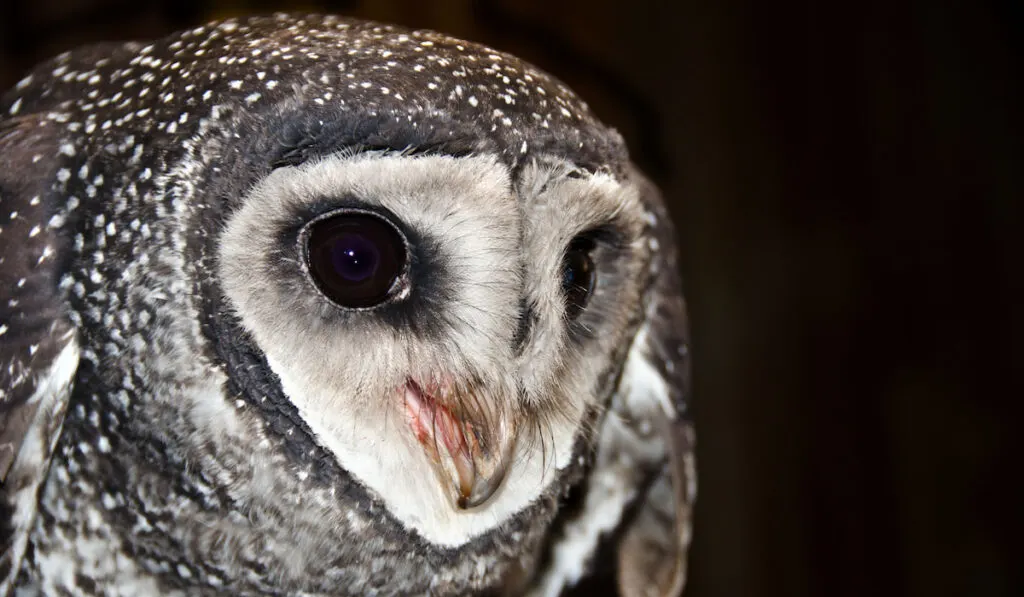 closeup shot of Greater Sooty-Owl ( Tyto tenebricosa ) on dark background