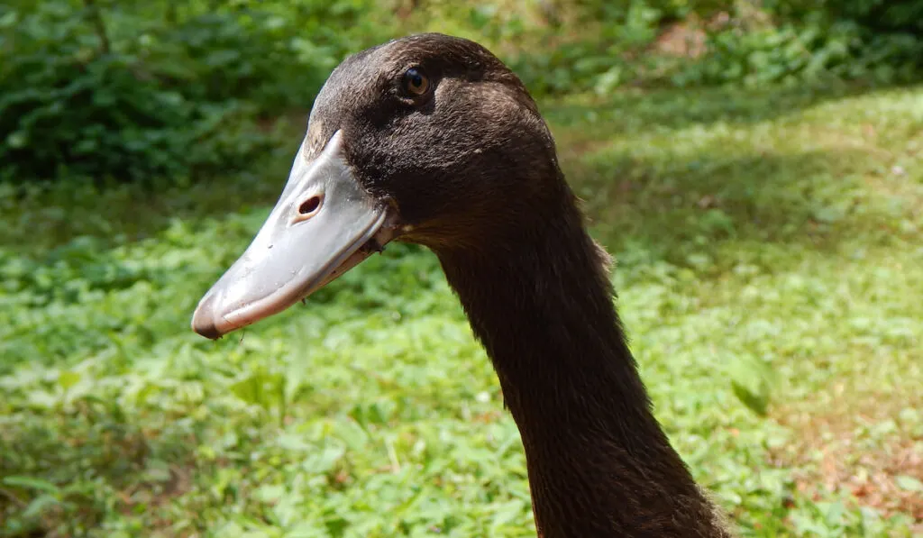 khaki campbell duck face