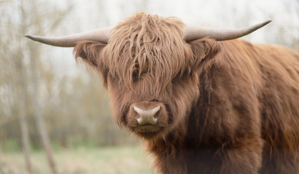 Closeup shot of a Scottish highland cattle
