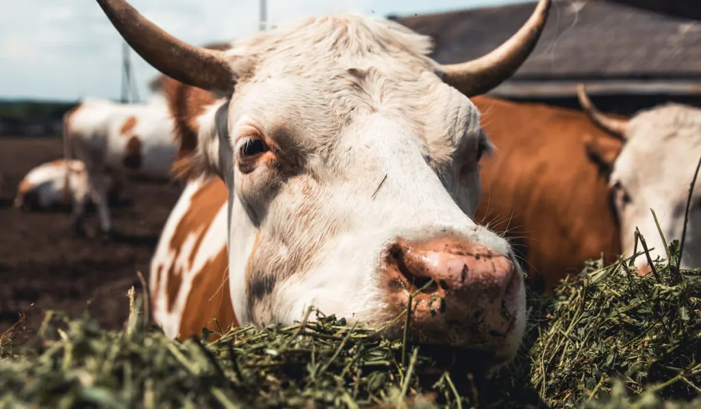 Closeup shot of a cow eating grass at the farm