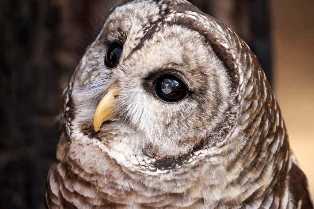 Closeup shot of a curious look of a barred owl