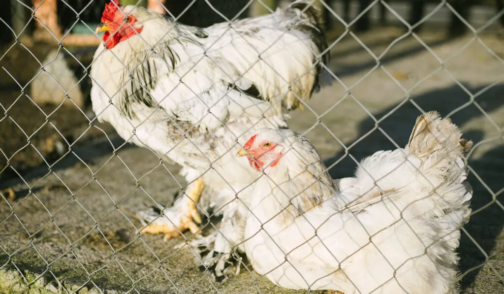 cochin chicken, a hen and a rooster sitting behind a wired fence