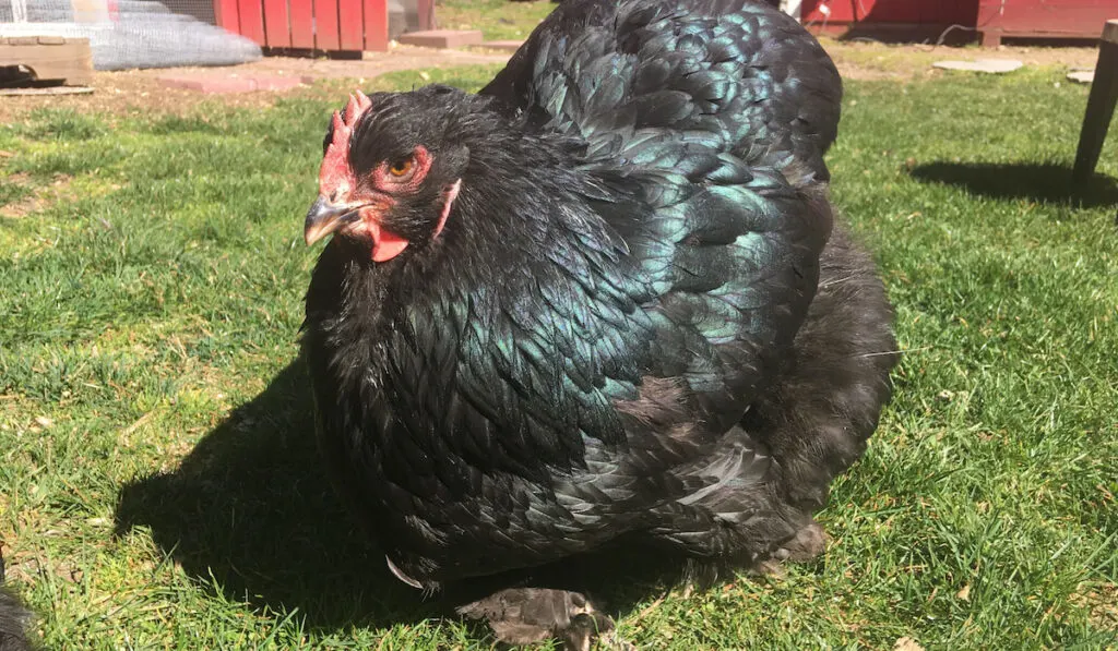 cochin chicken hen poultry free ranging in the grass