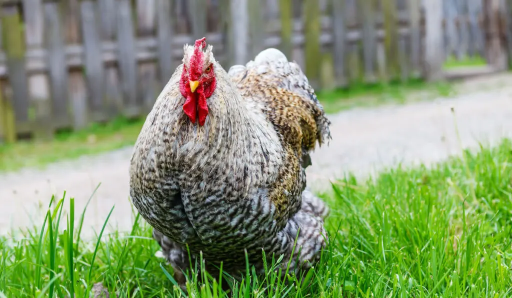 cochin chicken looking at the camera