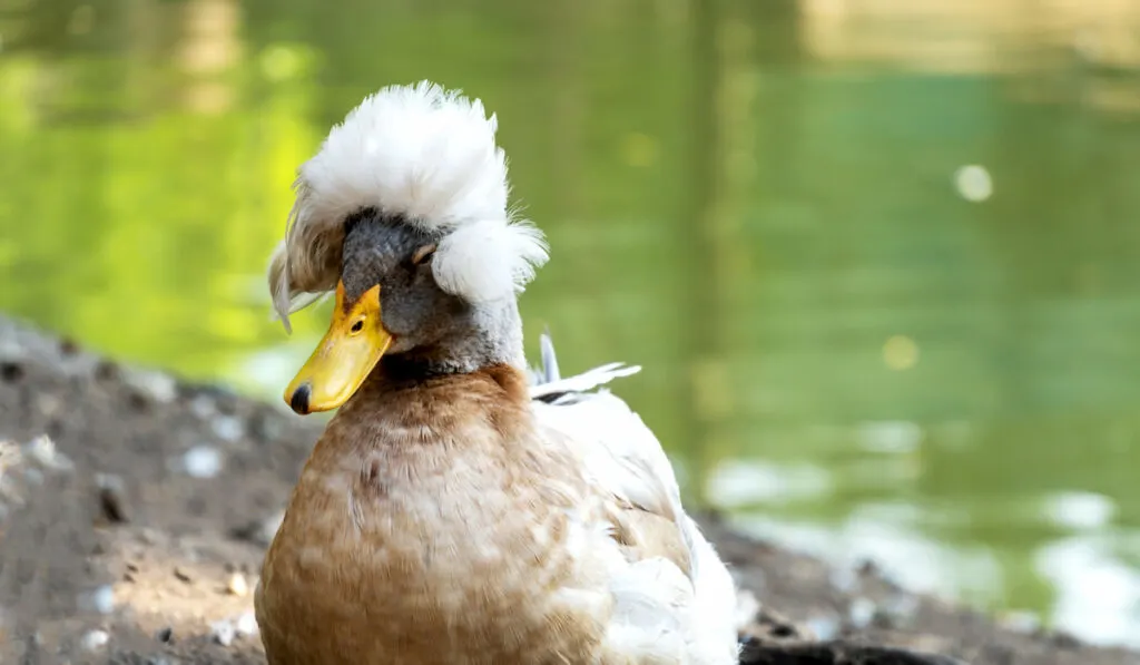 colored duck with white crest on the head near the pond