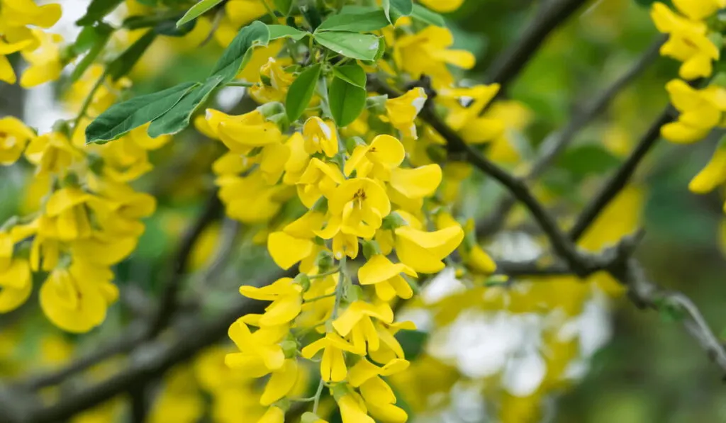 Common Laburnum Flowers in Bloom in Springtime