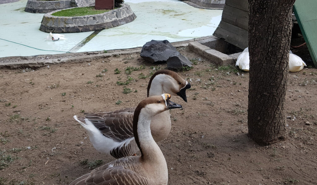 couple of african geese in a zoo